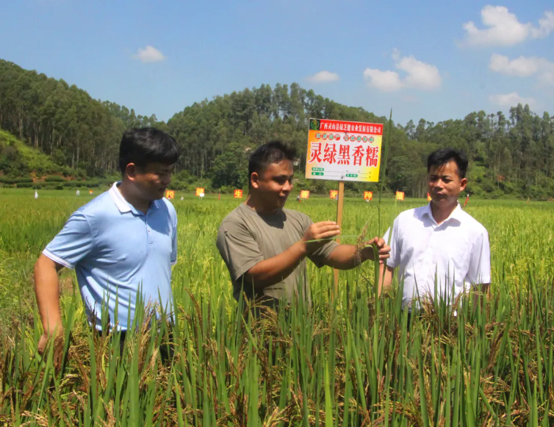 【乡风文明】灵山县丰塘镇：“饮水思源”引流量，乡风文明促振兴