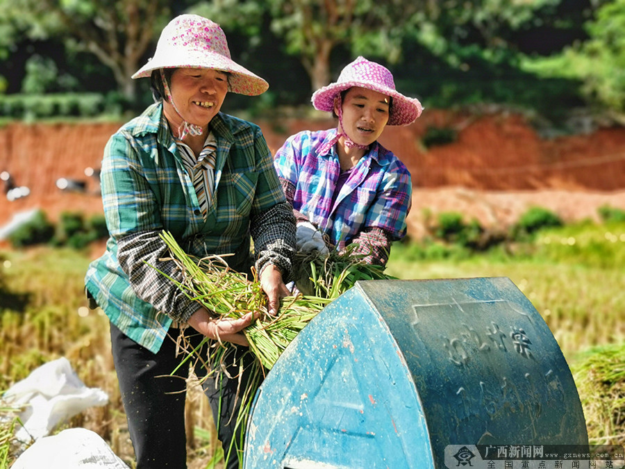 灵山县：在希望的田野上，实现增收致富