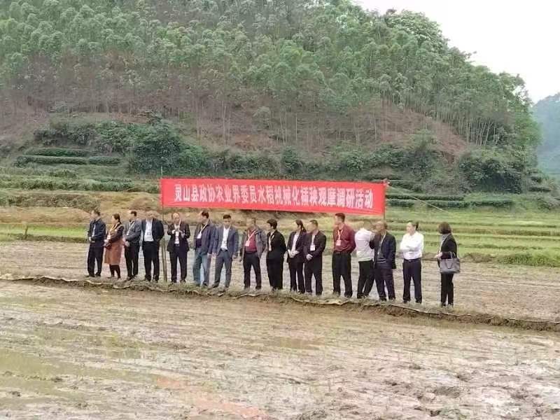 钦州市灵山县政协委员田间履职送技术送服务